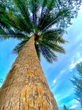 Coconut trees tower high on the beach Stock Photos