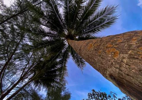 Coconut trees tower high on the beach Foto stock