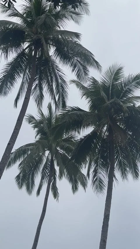 Coconut trees Tropical Philippines Palawan Stockbeeldmateriaal 332633571