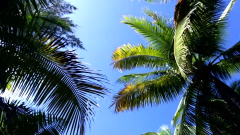 Coconut trees in tropical rainforest， Stock Footage 151427602