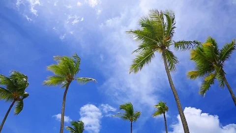 Coconut trees under blue sky . Stock Footage 73551381