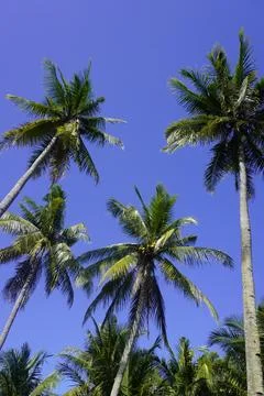 Coconut trees under a clear sky, a very suitable background concept Foto stock