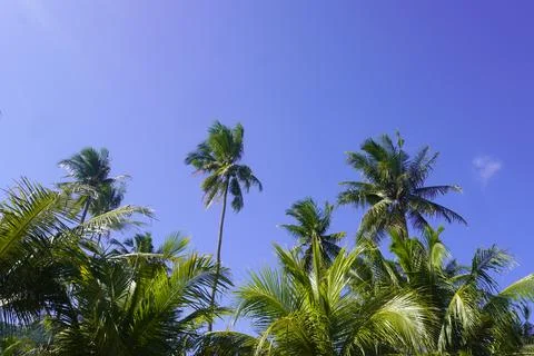 Coconut trees under a clear sky, a very suitable background concept Stock Photos