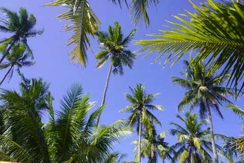 Coconut trees under a clear sky, in the tropics a very suitable background  Stock Photos