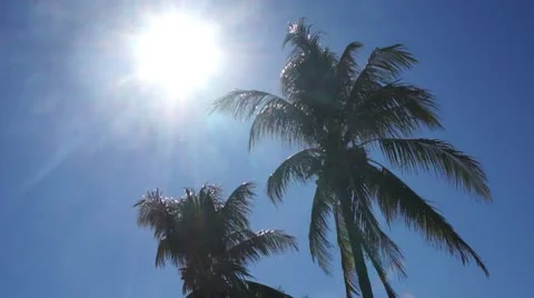 Coconut trees under the sun 스톡 동영상 10593037