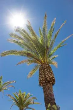 Coconut trees under the wind, blue sky 스톡 사진