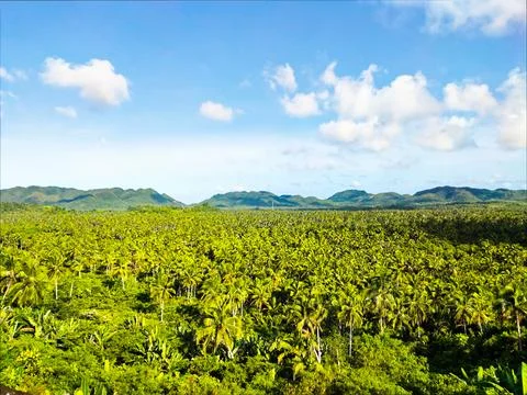 Coconut Trees View Deck Stock-Fotos
