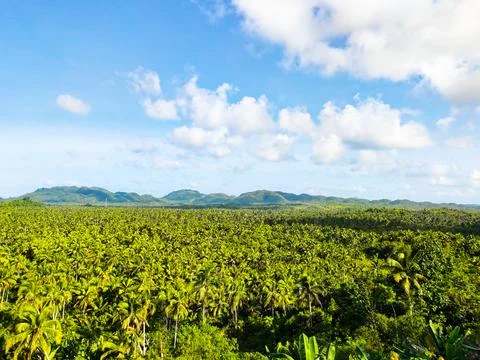 Coconut Trees View Deck Stock Photos