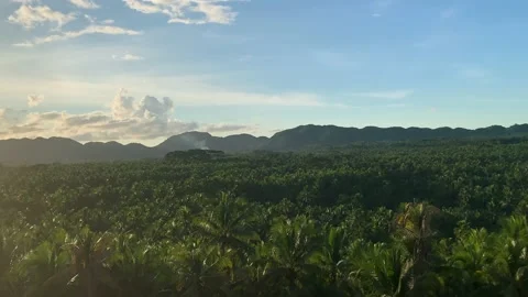 Coconut Trees View Deck Siargao, Philippines Stock Footage