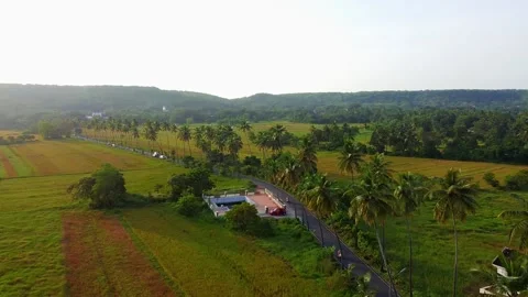 Coconut trees view panning camera Stock Footage 220739602