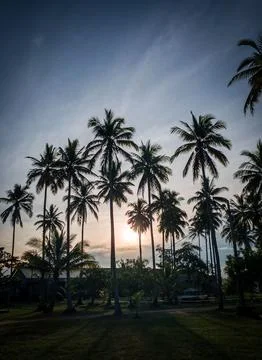 Coconut trees view Stock Photos