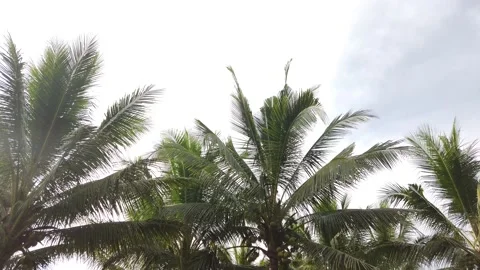 Coconut trees view from top to bottom Stock Footage 209119867