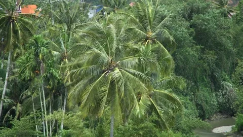 Coconut trees waving in the strong winds in the countryside Stock Footage 153953508
