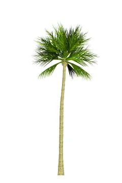 Coconut trees on white background Stock Illustration