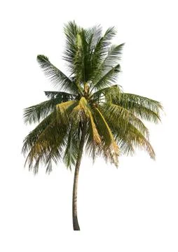 Coconut trees on white background Stock-Fotos