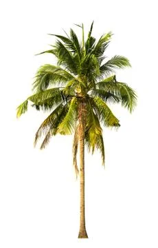 Coconut trees on white background Stock Photos