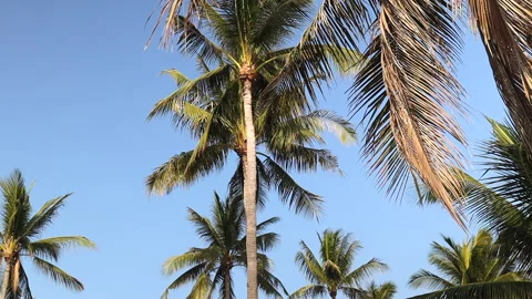 Coconut Trees in the Wind on the Beach of Hua Hin in Thailand Stock Footage 130238443