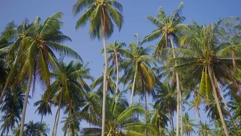 Coconut trees in the wind Stock Footage 96513459