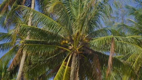 Coconut trees in the wind Stock Footage 96513485