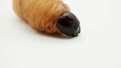 Coconut Tree's Worms Stock Footage 95414331