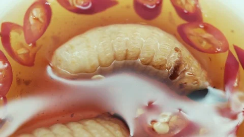 Coconut Tree's Worms Stockbeeldmateriaal 95414783