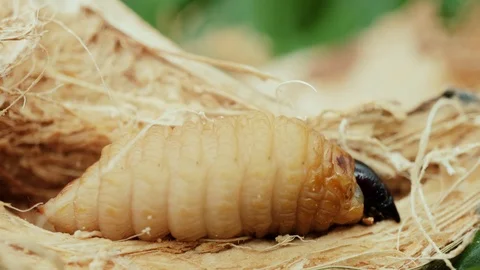 Coconut Tree's Worms Stock Footage 97761809