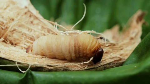 Coconut Tree's Worms_02 Stock Footage 97761682
