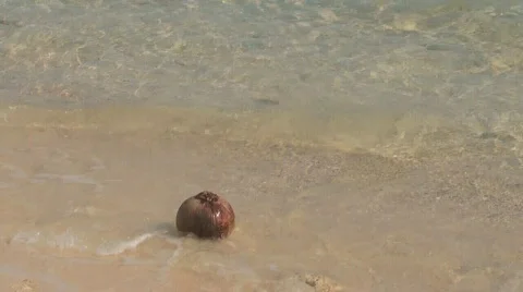 Coconut on the tropical beach 库存影片 689137