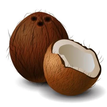 Coconut tropical nut fruit Stock Illustration