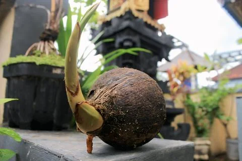 Coconut Tunas Fotos de archivo