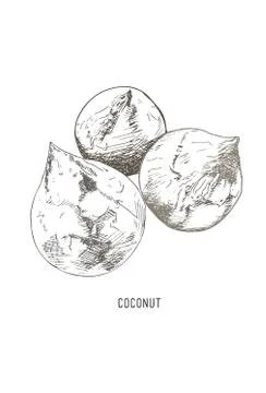 Coconut   vector. Stock Illustration