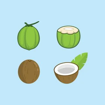 Coconut vector illustration Stock Illustration