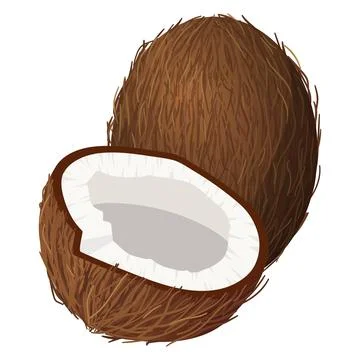 Coconut. Vector illustration on a white background Stock Illustration