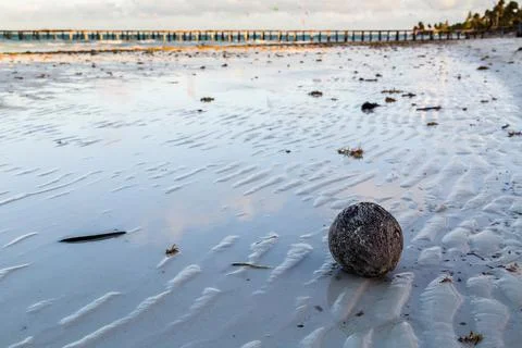 Coconut washed up on the beach Stock Photos