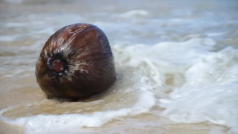 Coconut washed by the waves Stock Footage 96513651