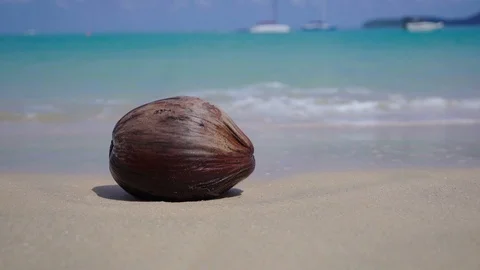 Coconut washed by the waves Stock Footage 96513684