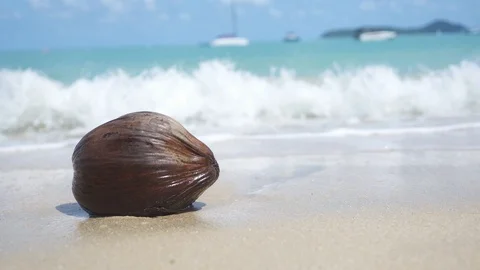 Coconut washed by the waves Stock Footage 96513708