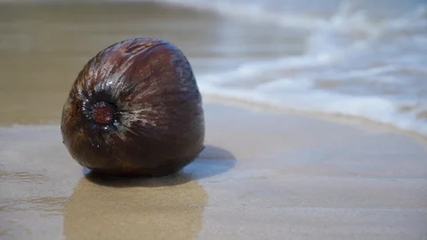 Coconut washed by the waves Stock Footage 98058426