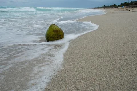 Coconut washed by waves lying on the sand Foto stock