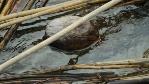 Coconut in the water Stock Footage 11096114