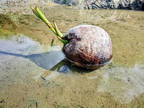 Coconut in water Stock Photos