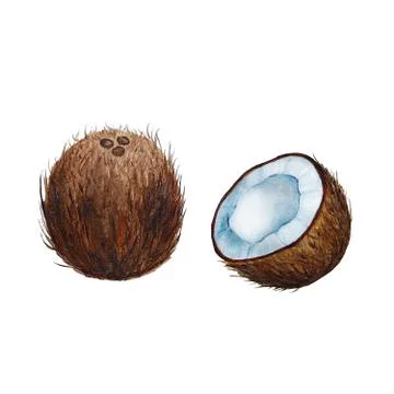 Coconut Watercolor Stock Illustration