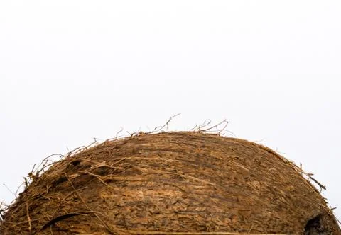Coconut on white background macro closeup Stock Photos