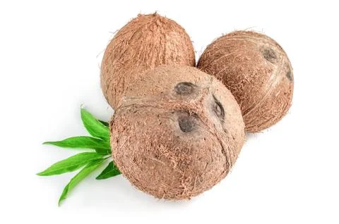 Coconut on white Foto stock