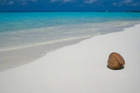 Coconut on white sandy beach Foto stock