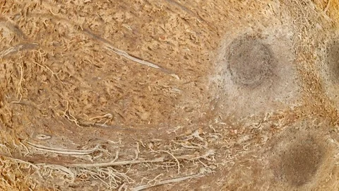 Coconut whole, rotating, turning, close-up Stock-Footage 245518459