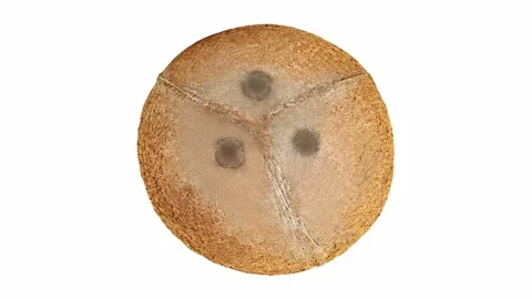 Coconut whole, rotations on white background 動画素材 242358975