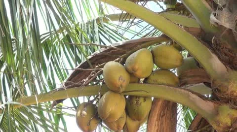 Coconuts 01.MTS 스톡 동영상 21977734