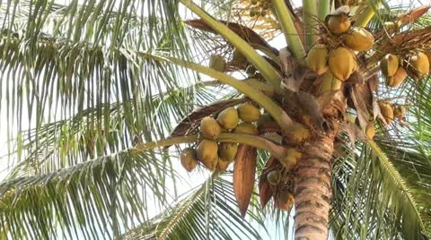 Coconuts 02.MTS 스톡 동영상 21977739