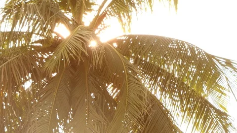 Coconuts and beautiful sun ray through leaves of palm tree. 4k video Stock Footage 82601190